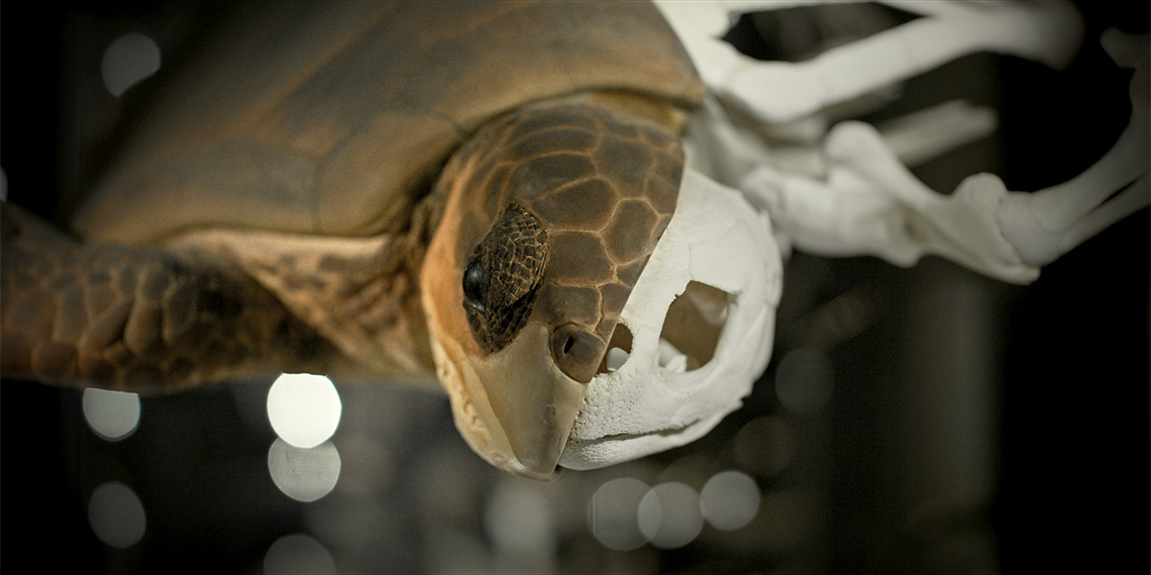 photo: studio carsten nicolai ENDO EXO